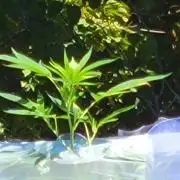 Critical purple kush