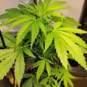 Bahama mama auto