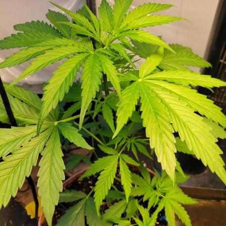 Bahama mama auto