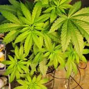Critical purple kush