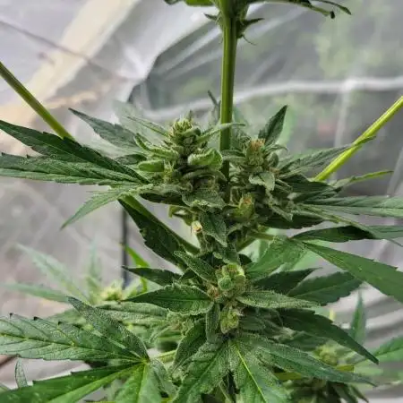 3 sticky orange xxl