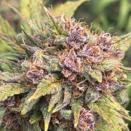 Lemon Cherry Cookies Auto
