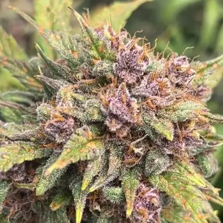 Lemon Cherry Cookies Auto