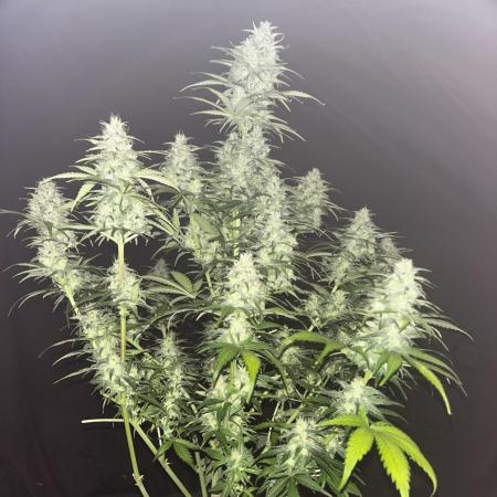 StrawBerry Gorilla RF3