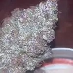 StrawBerry Gorilla