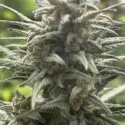 StrawBerry Gorilla RF3