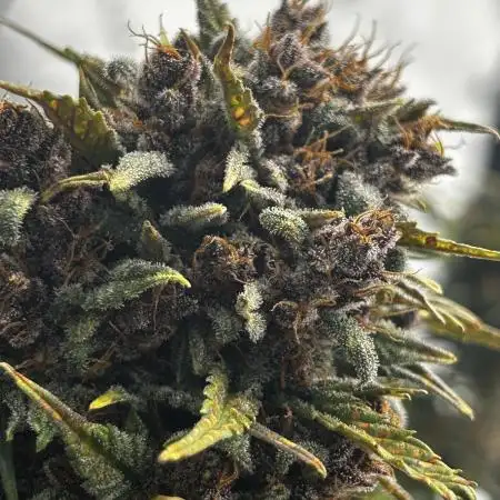 Lemon Cherry Cookies Auto
