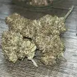 StrawBerry Gorilla