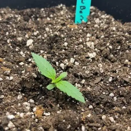StrawBerry Gorilla