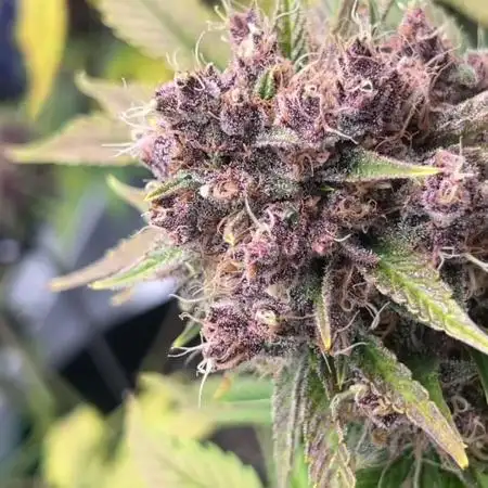 StrawBerry Gorilla