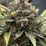 StrawBerry Gorilla