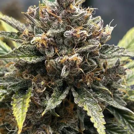 StrawBerry Gorilla