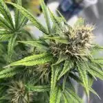 StrawBerry Gorilla