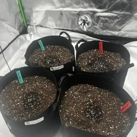 Lemon Cherry Cookies X Strawberry Gorilla