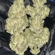 StrawBerry Gorilla RF3