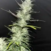 StrawBerry Gorilla RF3