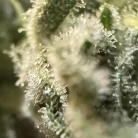 Organic Papaya Sherbet