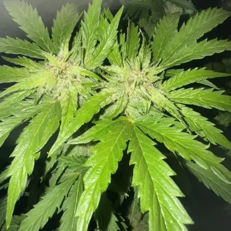 Organic Papaya Sherbet