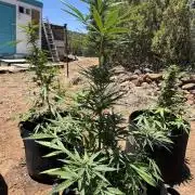 Fastbuds auto outdoor grow