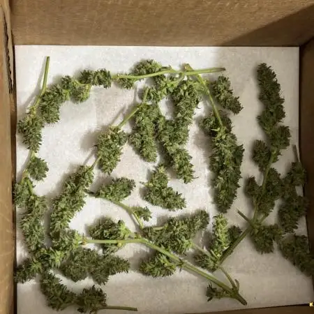 Fastbuds auto outdoor grow