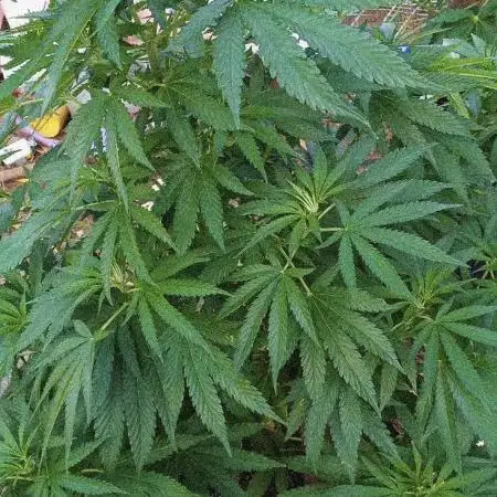 Organic Papaya Sherbet
