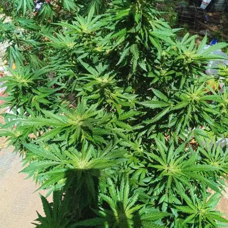 Organic Papaya Sherbet