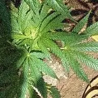 Organic Papaya Sherbet