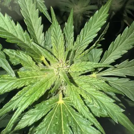 Organic Papaya Sherbet