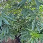 Organic Papaya Sherbet