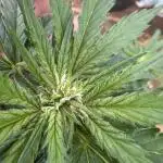 Organic Papaya Sherbet