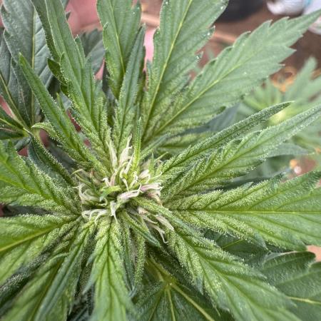 Organic Papaya Sherbet