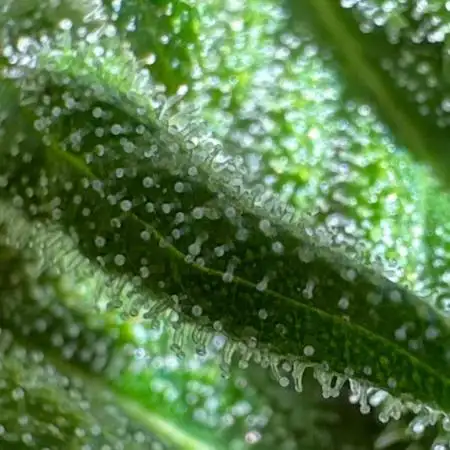 Organic Papaya Sherbet