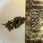 Upcoming 2026 Outdoor grow season!!
