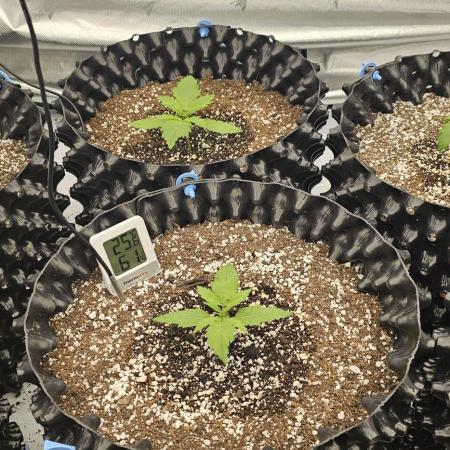 Milky way F1 & OG Kush (first grow :D )