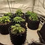 Milky way F1 & OG Kush (first grow :D )