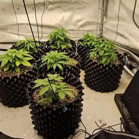 Milky way F1 & OG Kush (first grow :D )
