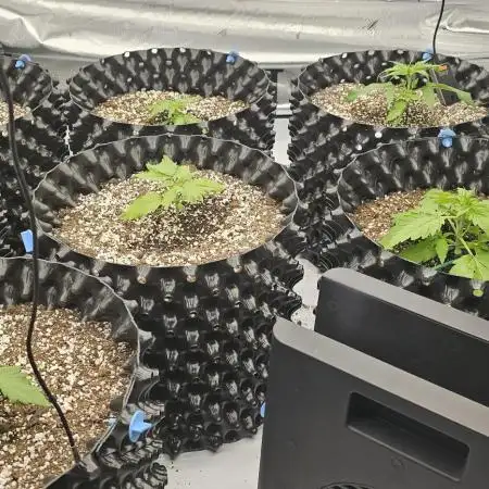 Milky way F1 & OG Kush (first grow :D )