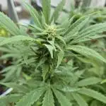 Breaking the ICE First Photo Outdoor run