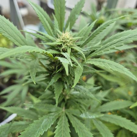 Breaking the ICE First Photo Outdoor run