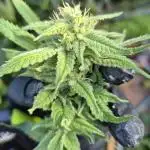 Breaking the ICE First Photo Outdoor run