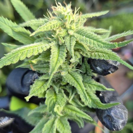 Breaking the ICE First Photo Outdoor run