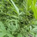 Breaking the ICE First Photo Outdoor run