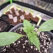 Just another lemon tree (Cana edition)