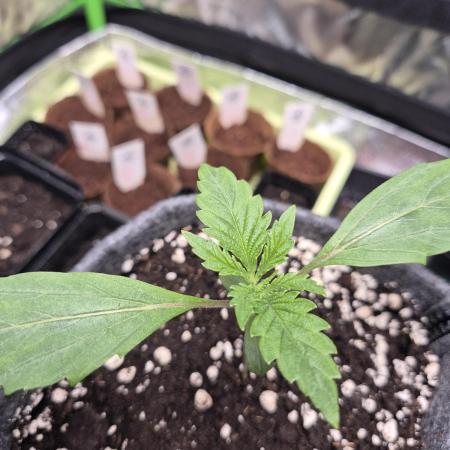 Just another lemon tree (Cana edition)