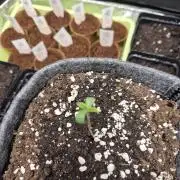 Just another lemon tree (Cana edition)