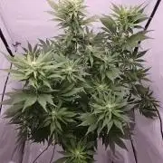 Banana Purple Punch RF3 December 2025