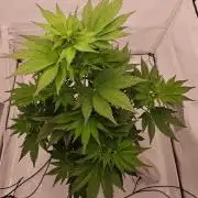 Banana Purple Punch RF3 December 2025