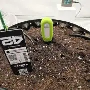 Banana Purple Punch RF3 December 2025