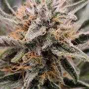 Guava Auto October 25