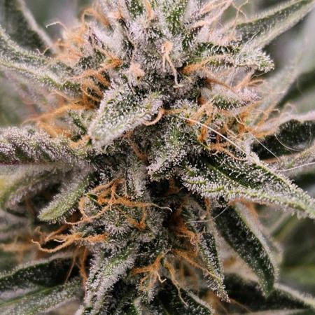 Guava Auto October 25